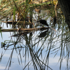 07. March 2017. Eutrophication . Cambridge Tree Trust